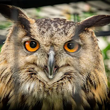 Ferienhaus La Folie *