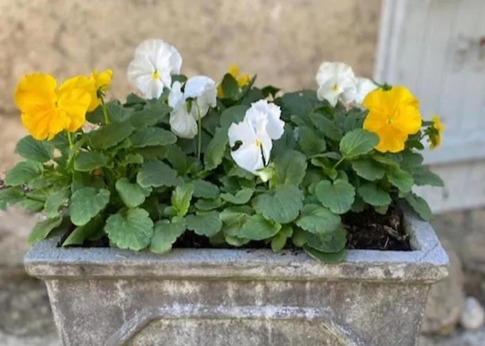 La Folie * Saint-Maurin