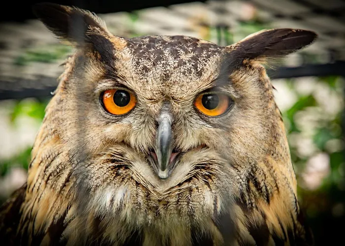 Tatil Evi La Folie *